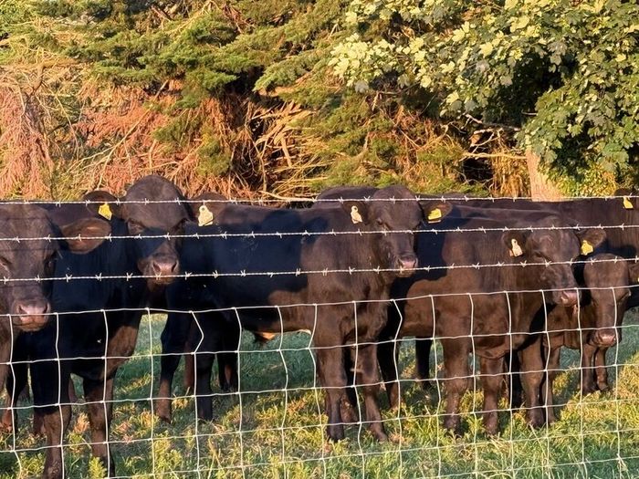 12 Homebred Angus Bullocks ( 340 Kgs )