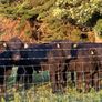 12 Homebred Angus Bullocks ( 340 Kgs ) Image 5