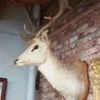 French Fallow Deer Wall Mount Image 3