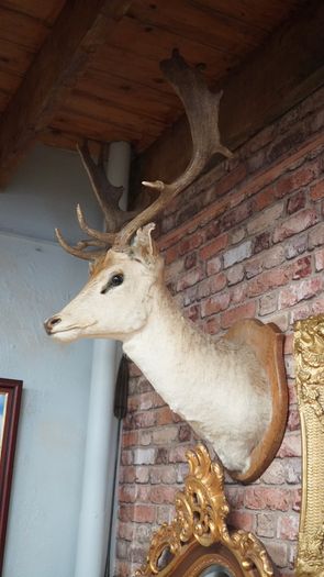 French Fallow Deer Wall Mount