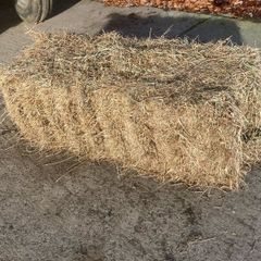 Hay top quality small square bales