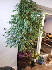 ficus benjamina weeping fig Tree
