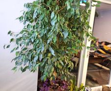 ficus benjamina weeping fig Tree
