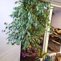 ficus benjamina weeping fig Tree