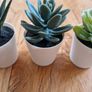 Ikea Mini Succulent Desk Plants Image 4