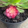 various rare variegated aeoniums Image 6