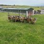 Lanark ewes Image 4