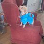 2 seater sofa bed and matching queen anne chair Image 2