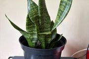Snake Plant