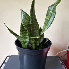 Snake Plant