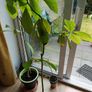 Avocado Trees Image 2