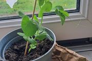 3 Pea plants