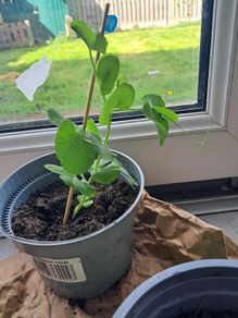 3 Pea plants