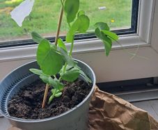 3 Pea plants