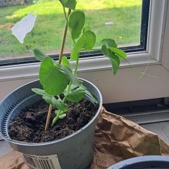 3 Pea plants
