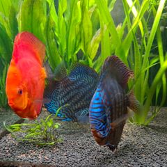 350 Litre Planted Aquarium