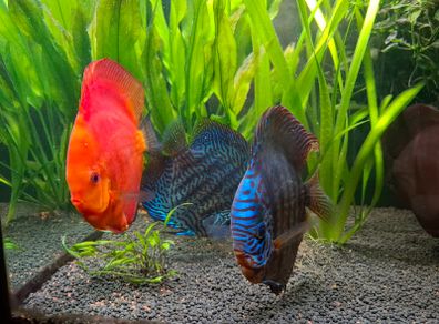 350 Litre Planted Aquarium