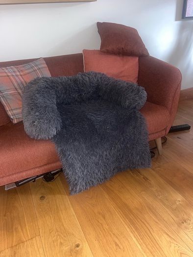 free dog beds