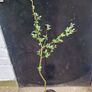 ornamental tree Image 3