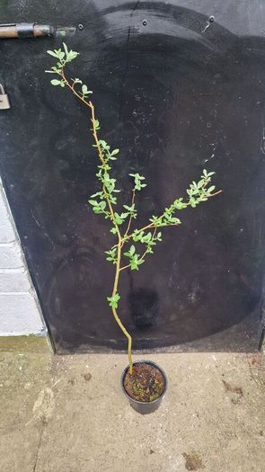 ornamental tree