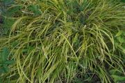 Ornamental grass