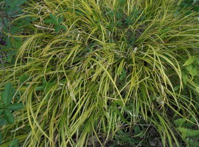 Ornamental grass