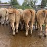 24 super 380kg charlaois heifers Image 4