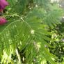 Acacia dealbata tree 6ft+ Image 2