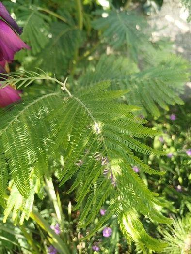 Acacia dealbata tree 6ft+