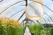 Greenhouse Polyethylene Film 0.1524 mm Thickness, Greenhouse Plastic Greenhouse Clear Plastic Film UV Resistant, Polyethylene Film Keep Warming, Superior Toughness
