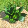 Sansevieria Hahnii in a grey pot Image 5