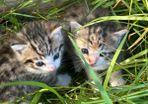 kittens