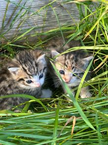 kittens