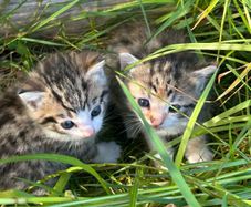 kittens