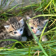 kittens