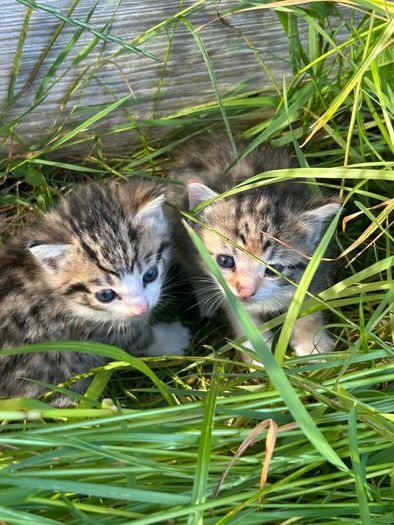 kittens