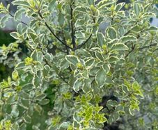 plant