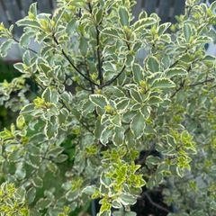 plant