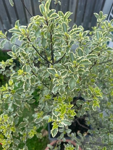 plant