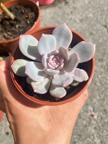 plant