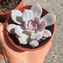 plant