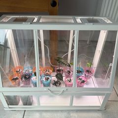 Ikea Greenhouse with 17 Alocasia
