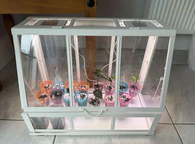 Ikea Greenhouse with 17 Alocasia