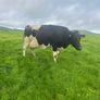Milking cows Image 7