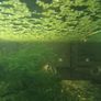 Fish tank including fish Image 6