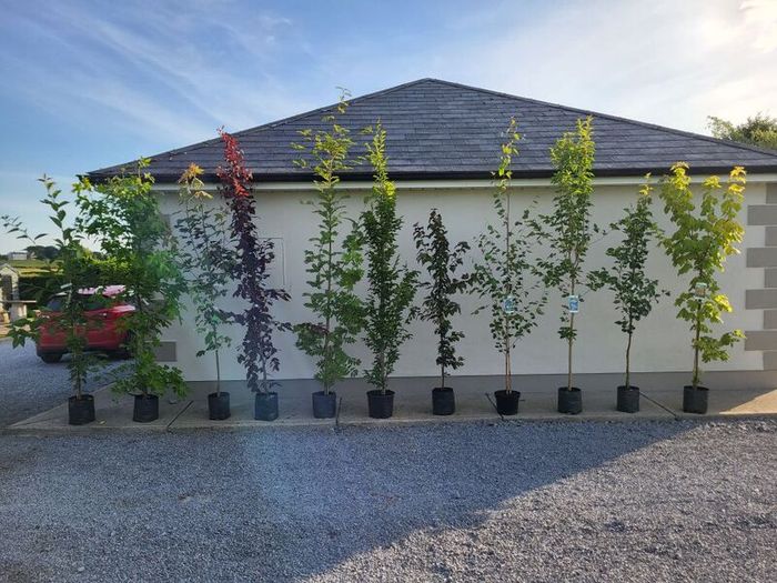 trees for sale