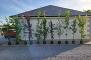 trees for sale