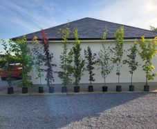 trees for sale
