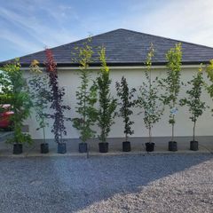 trees for sale