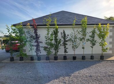 trees for sale